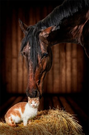 bloesemremedie op maat dieren