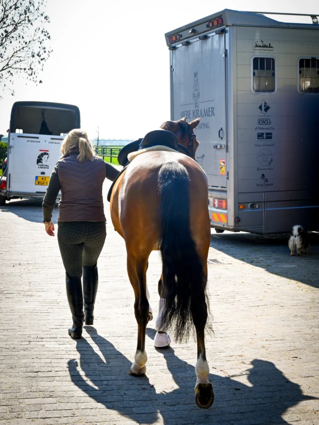 𝑻𝒓𝒂𝒊𝒍𝒆𝒓/𝒘𝒂𝒈𝒆𝒏𝒕𝒋𝒆 𝒂𝒏𝒈𝒔𝒕 🫨 Ervaart jouw paard veel spanning of angst tijdens het vervoeren, of alleen met laden? Dan is een bloesem remedie op maat de perfecte oplossing! Misschien heeft hij/zij een keer een nare ervaring mee gemaakt tijdens het laden of vervoeren. Maar het kan ook zijn dat het paard het vanaf het begin af aan al helemaal niet fijn vond…. Laat het Mariska (bloesem adviseur) in detail weten om zo samen tot dé perfecte remedie te komen! #bachbloesem #opmaat #trailerladen #horsestagram #horsemanship